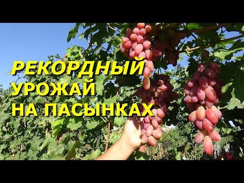 Видео: Какой виноград дает урожай на пасынках?