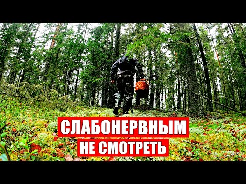Видео: Лес не для СЛАБОНЕРВНЫХ! 💀Грибник в ШОКЕ! Один в НОВОМ лесу ТАКОГО НЕ ОЖИДАЛ! Грибы 2025
