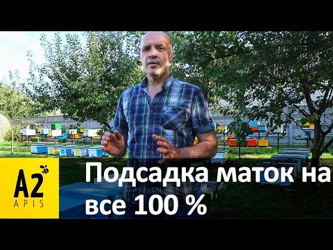 Видео: Подсадка #маток: 100% без потерь. Проверено @A2Apis