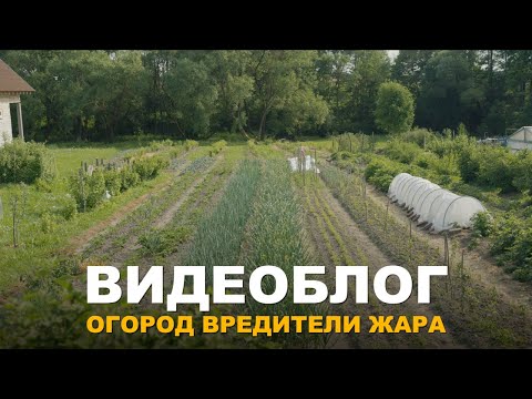 Видео: ВИДЕОБЛОГ: КАК БОРОТЬСЯ С ВРЕДИТЕЛЯМИ В ОГОРОДЕ. Чем помочь растениям в жару.