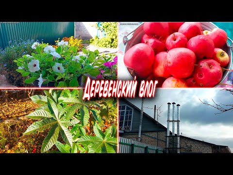 Видео: СЕНТЯБРЬ-НОЯБРЬ. ДЕРЕВЕНСКИЙ ВЛОГ