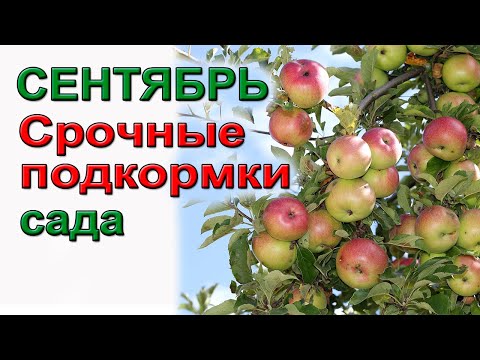 Видео: СЕНТЯБРЬ. Срочные подкормки сада.