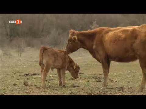 Видео: Бразди - 29.02.2020 по БНТ