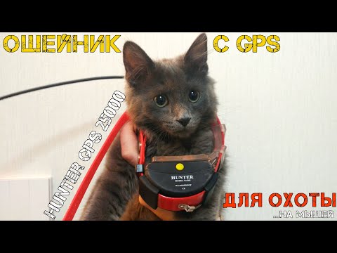 Видео: HUNTER GPS 25000 с Aliexpress - ошейник с приемником GPS для отслеживания собаки на охоте.