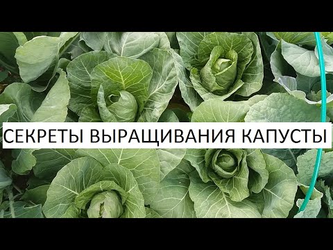 Видео: Секреты выращивания капусты.