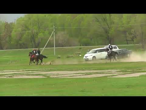 Видео: Бышты жорго
