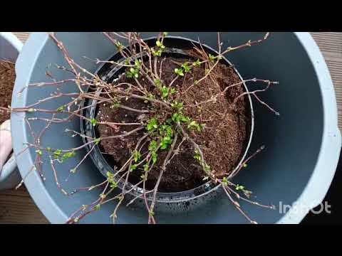 Видео: Сбежавшая невеста ампельная гортензия. Пересадка весной 🌿🌺😍