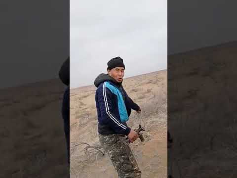 Видео: Қызыл құмда қабан