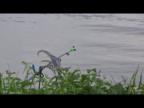 Видео: Это НАБЛЮДАЛ  ВПЕРВЫЕ в Жизни! Рыбалка на Оке Утром и Вечером! #донки #спиннинг