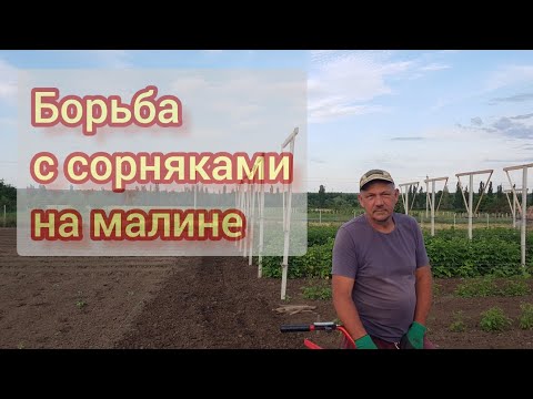 Видео: Как быстро и эфективно бороться с сорняками на малине