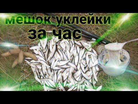 Видео: ЦЕЛОЕ ВЕДРО УКЛЕЙКИ ЗА ЧАС!!!ШОК!!! НОВОЕ МЕСТО И ТАКИЕ УКЛЕЙКИ. ТРОФЕНЙАЯ РЫБАЛКА С BO