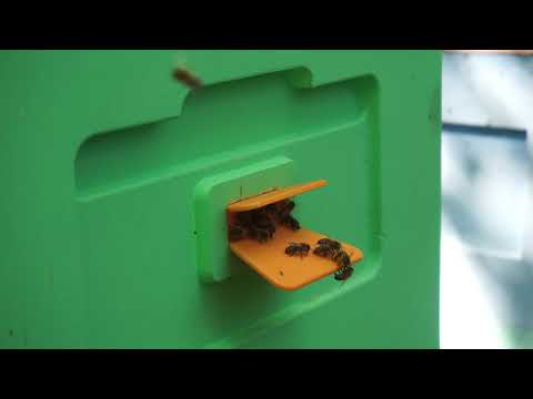 Видео: Идеальный леток для ульев ППС и ППУ.