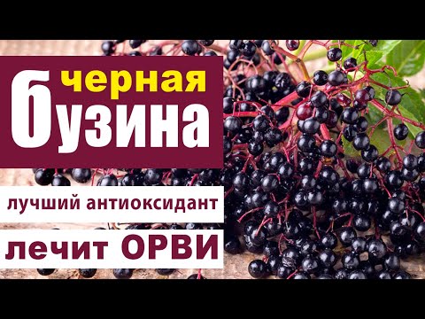 Видео: Бузина чёрная (Sambucus nigra) - самый эффективный комплекс антиоксидантов
