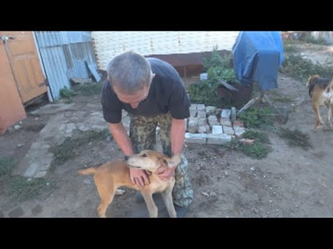 Видео: Русская гончая. 3 месяца