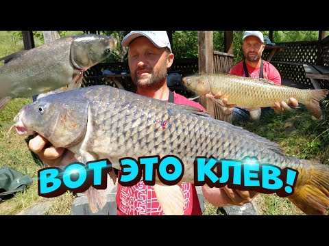 Видео: ПОДРЕЗАЛ И ПОНЕСЛОСЬ! САЗАН КАРП АМУР ТОЛСТОЛОБ!рыбалка на карпа.