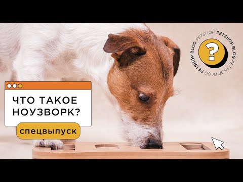 Видео: Что такое ноузворк? С чего начинать ноузворк для собак? Упражнения по ноузворку для дома (РКФ)