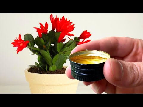 Видео: 1 Чайная ложечка под любой домашний цветок и пышное цветение вам обеспечено!Цветет Вмиг +10 рецептов