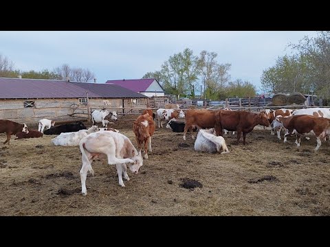 Видео: Ауылдың таңғы тіршілігі.Ауыл тынысы.