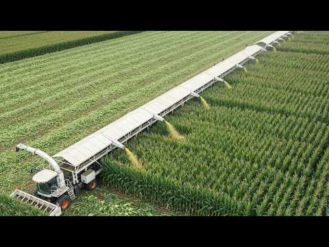 Видео: Начинается сбор урожая 2025 года — фермеры и техника собирают миллионы тонн фруктов и овощей