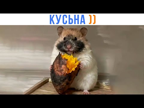 Видео: КУСЬНА! ))) Приколы | Мемозг 1678