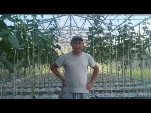 Видео: Теплица Нурика.Обзор теплицы,ГИДРОПОНИКА!(Часть 3)