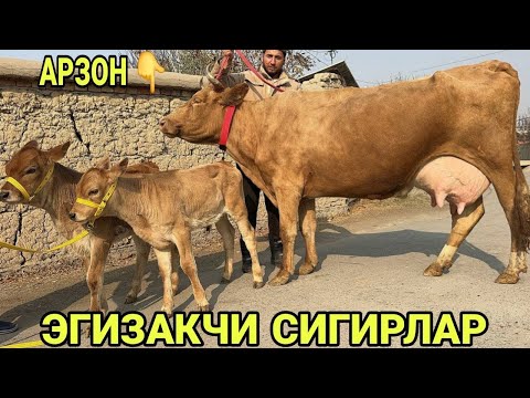 Видео: САРВАРБЕКДАН ЭГИЗАКЧИ СУТДОР ШВЕД ЭСТОН ОЛА РАССИЙИСКИ СИГИРЛАР СОТИЛАДИ НАРХЛАРИ 11 ноября 2025 г