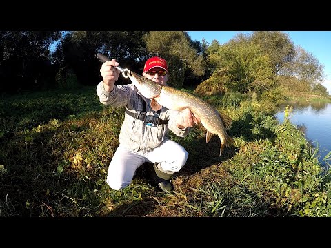 Видео: Со спиннингом на Березине  Ловля щуки и окуня джигом  22 10 2018