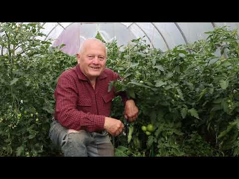 Видео: Главный секрет! Как на томатах не допустить вершинку, жирование и болезни? Делайте так...