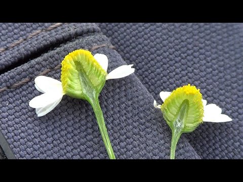 Видео: Ромашка аптечная. Как не перепутать. Важно знать отличия. Ч. 2