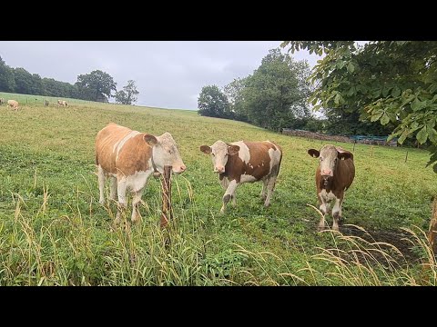 Видео: Село в Німеччині. Літо це дощі, як вони впливають на пасовища. Скільки заробляє конюх в Німеччині?