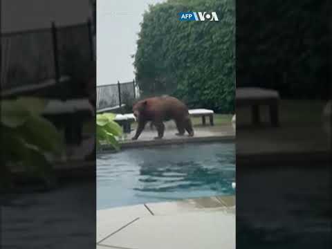 Видео: Купание медведя