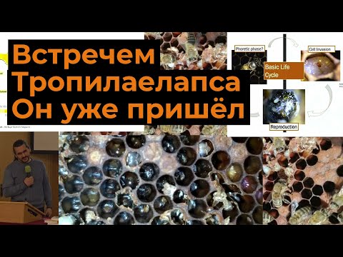 Видео: Встречаем Тропилаелапса. Он уже пришёл. 2022.