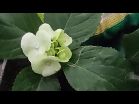 Видео: Как сохранить укоренённые черенки крупнолистной гортензии🌿 до весны