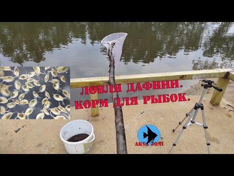 Видео: Ловля дафнии. Корм для рыбок.