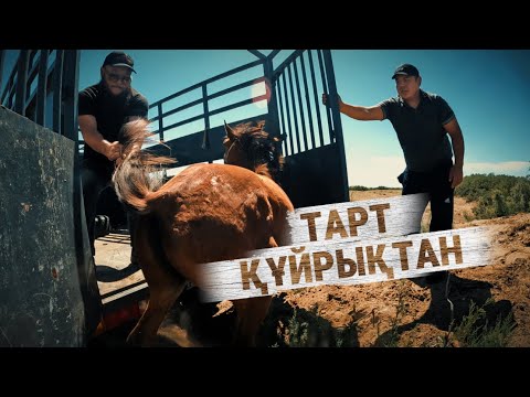 Видео: Жылқыны құйрығынан тартып уазға тиеп көр. 