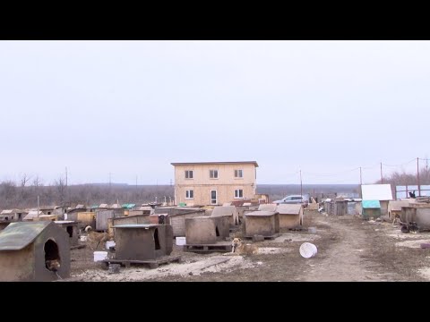 Видео: Отлов бездомных собак в Саратове. Решение проблемы или профанация?