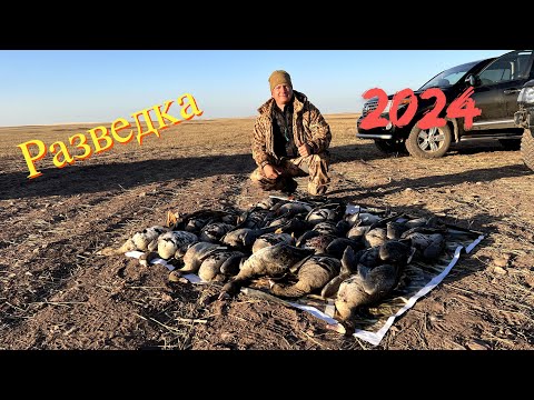 Видео: Охота на Гуся 2024 Разведка   4K