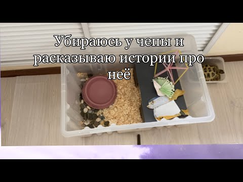 Видео: Убираюсь у сухопутной среднеазиатской черепахи спустя 2 месяца