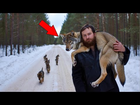 Видео: ОН СПАС ПОЛУМЁРТВУЮ ВОЛЧИЦУ ИЗ КАПКАНА — И ДАЖЕ ПРЕДСТАВИТЬ НЕ МОГ, ЧЕМ ВСЁ ЭТО ОБЕРНЁТСЯ