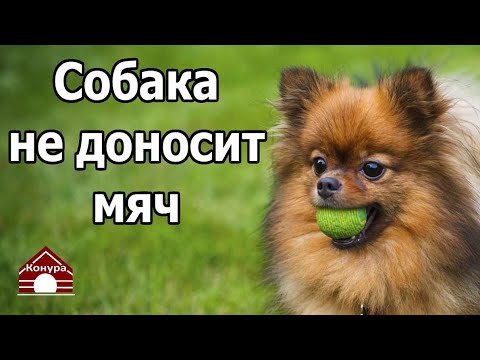 Видео: 254. СОБАКА НЕ ПРИНОСИТ МЯЧ. БРОСАЕТ НА ПОЛ ПУТИ. Дрессировка шпица / разбор полетов
