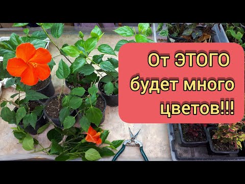 Видео: Весенняя обрезка гибискусов.