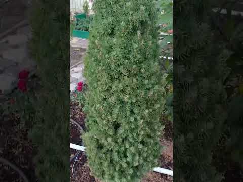 Видео: 15 октября 2025 г.