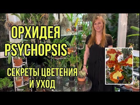 Видео: Орхидея психопсис Psychopsis