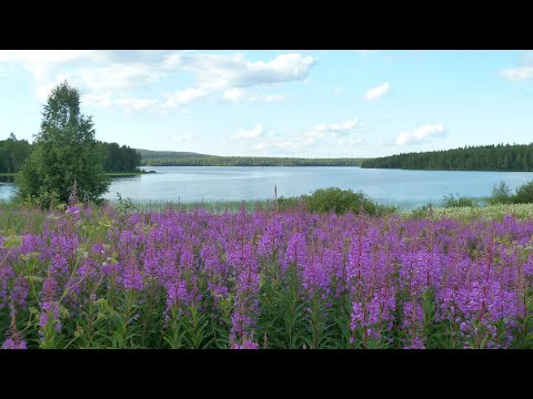 Видео: Пистайоки, 2020