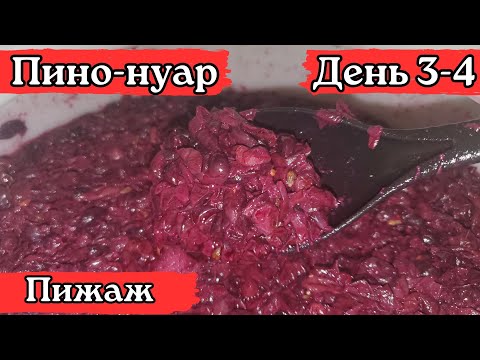 Видео: Красное вино из винограда "Пино-нуар". День 3-4. (Пижаж)