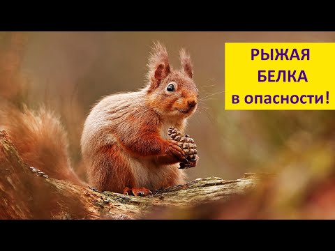 Видео: Что грозит РЫЖЕЙ БЕЛКЕ? Наталья Носова