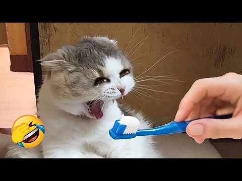Видео: Шаловливые кошки и собаки заставят вас громко смеяться 😂