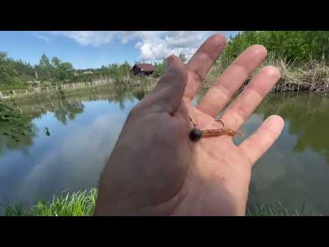 Видео: РАЧОК И ЧЕРВЯЧОК!😁