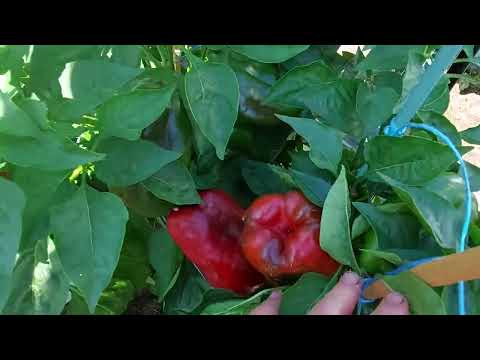 Видео: Начинаю формировать кустики сладкого перца. 30 июля. Ленинградская обл.