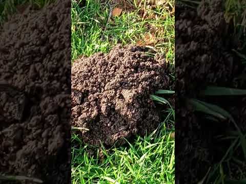 Видео: Здеся вечерняя мая осеняя прагулка 👍👍👍👍👍👍👍👍